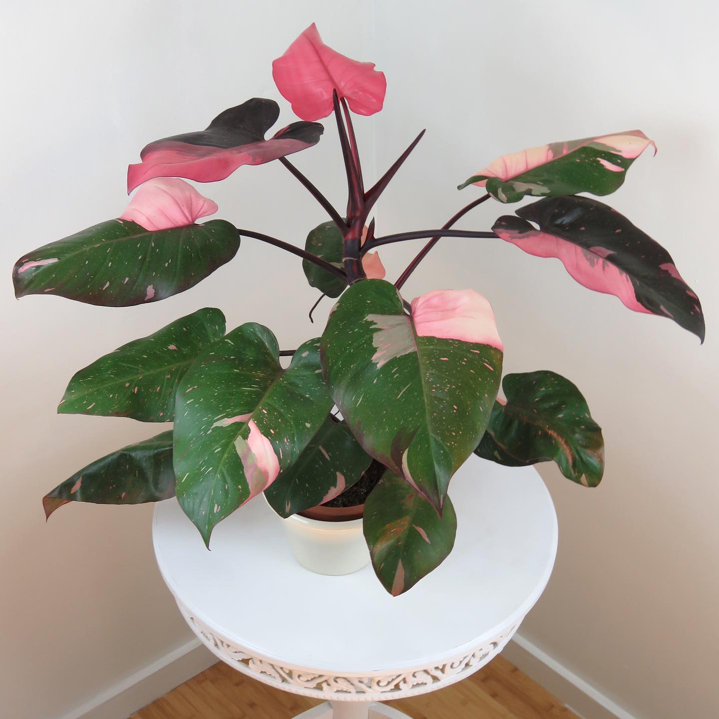 Monstera & Pink Princess Arrived today