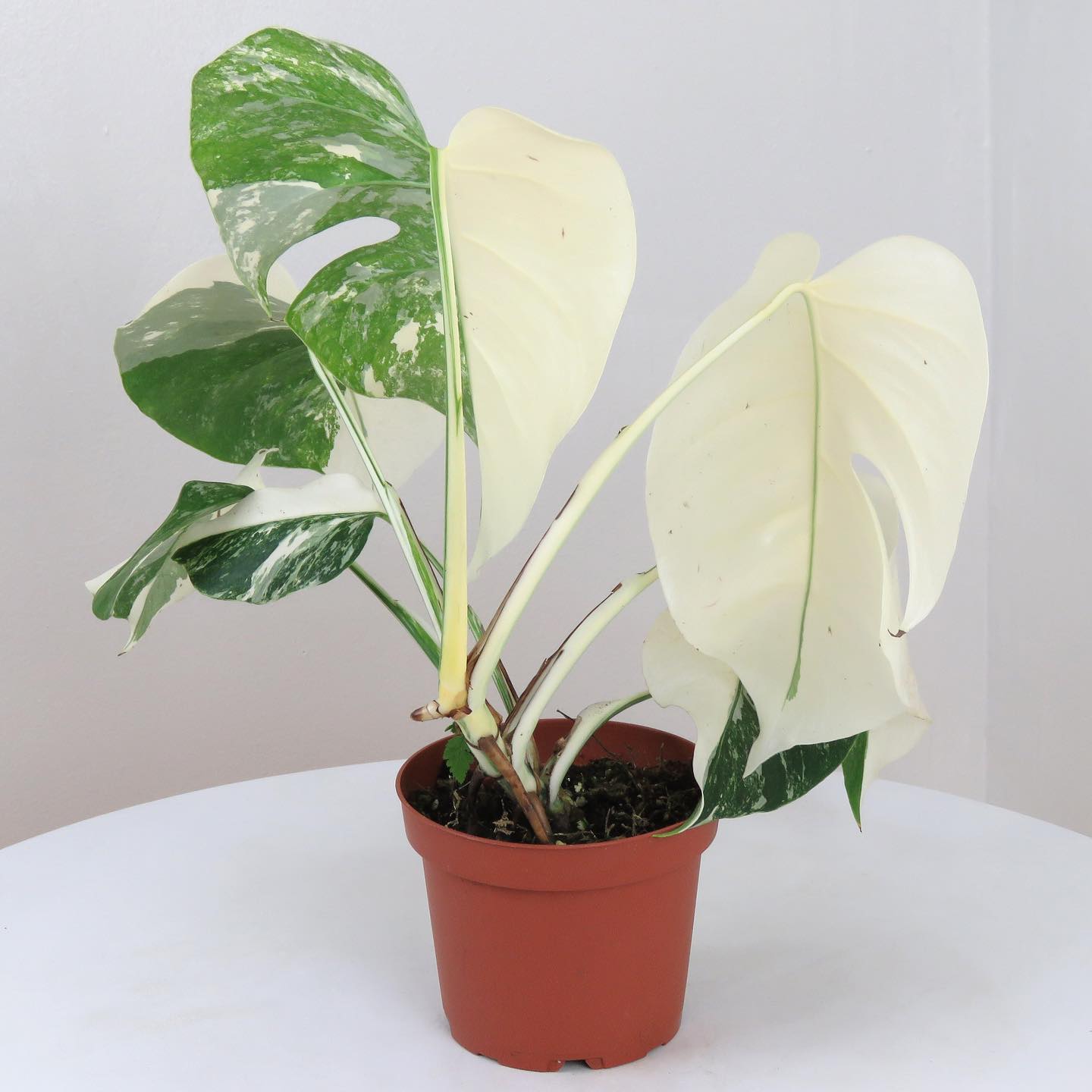 Monstera & Pink Princess Arrived today