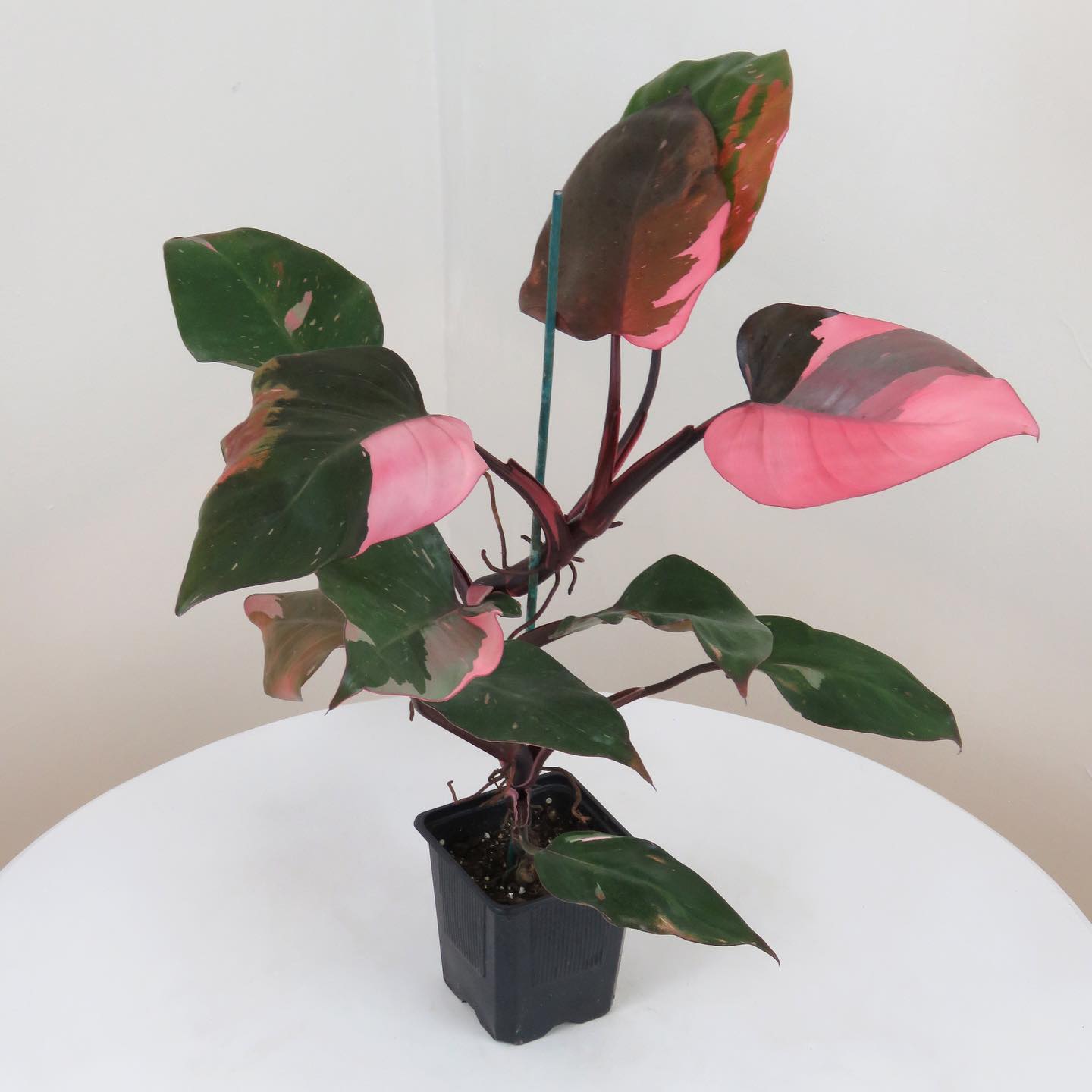 Monstera & Pink Princess Arrived today