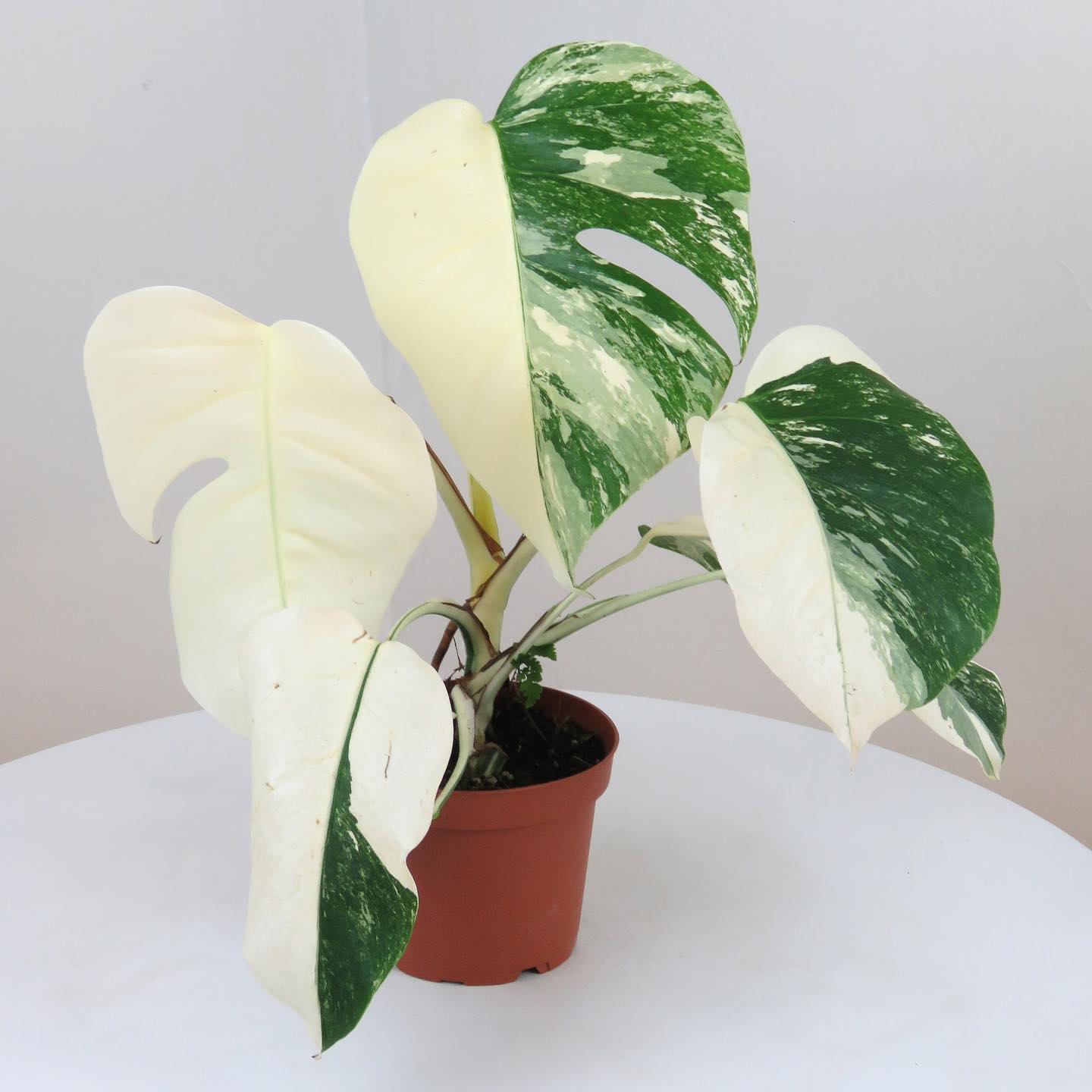 Monstera & Pink Princess Arrived today