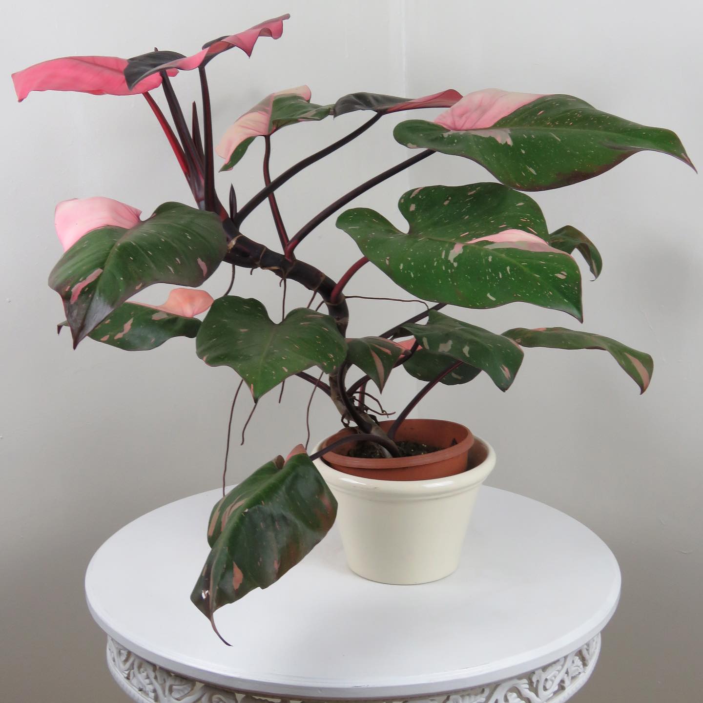 Monstera & Pink Princess Arrived today
