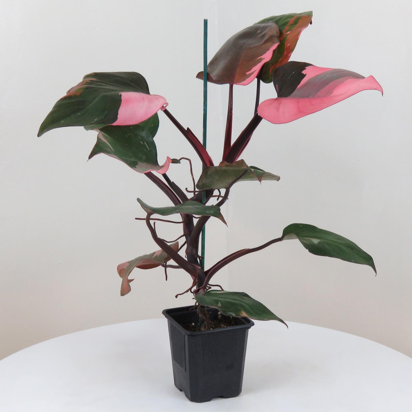 Monstera & Pink Princess Arrived today