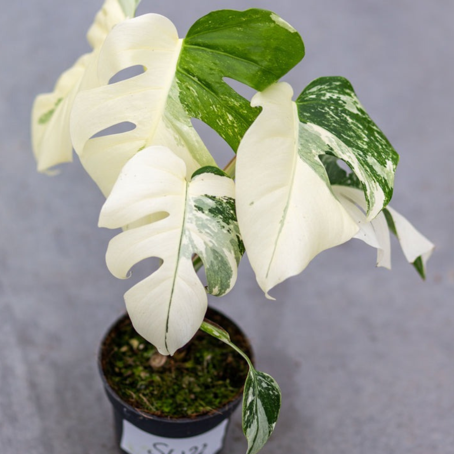 Monstera Borsigiana Albo Plant with Pot