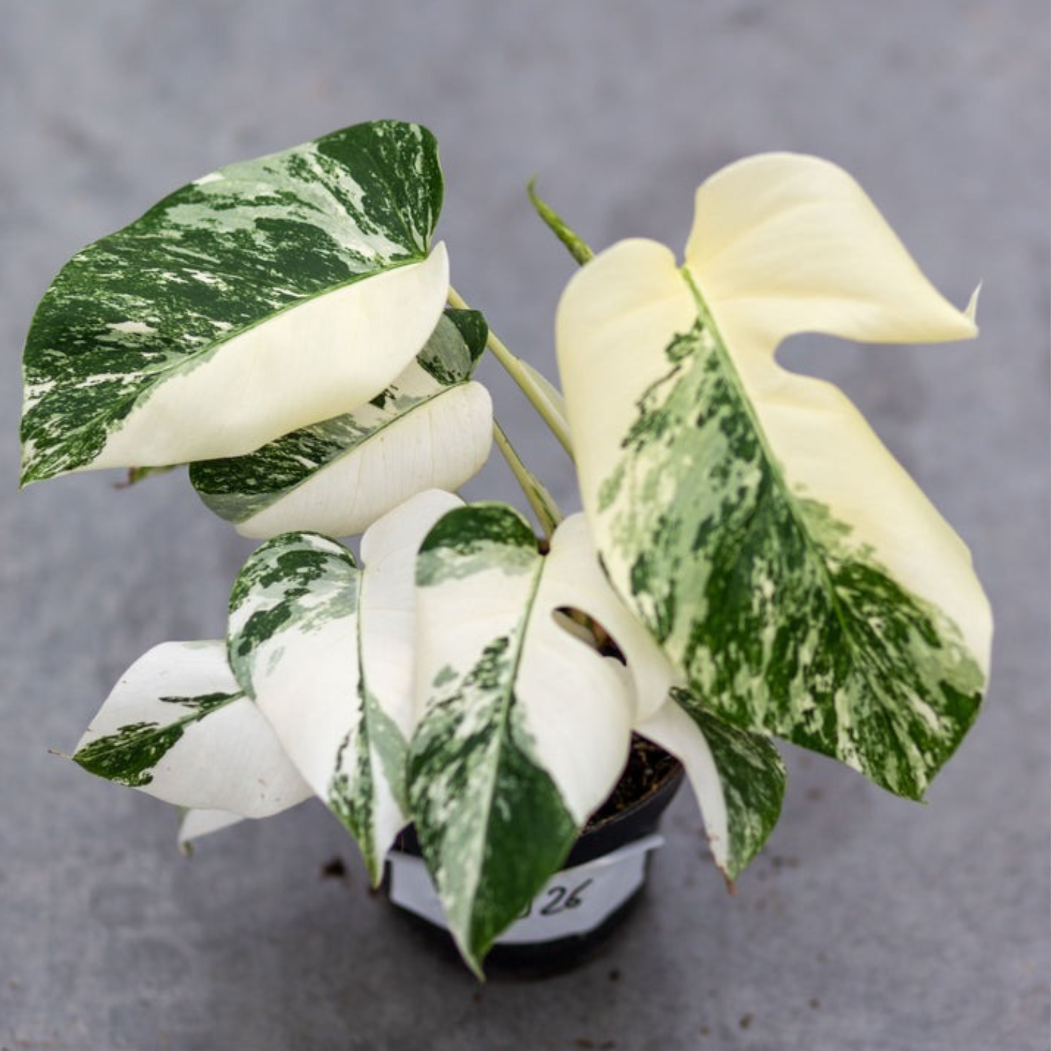 Monstera Borsigiana Albo Plant with Pot