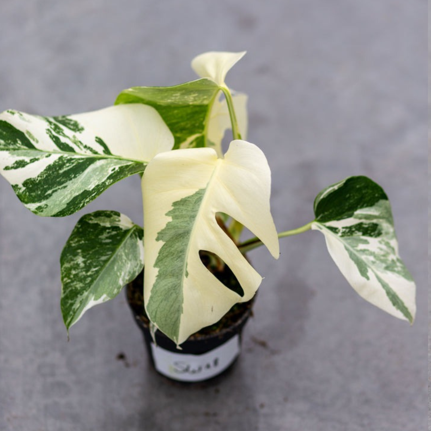 Monstera Borsigiana Albo Plant with Pot