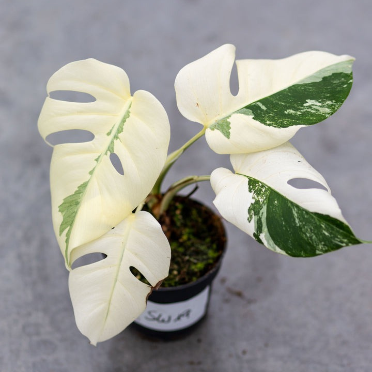 Monstera Borsigiana Albo Plant with Pot