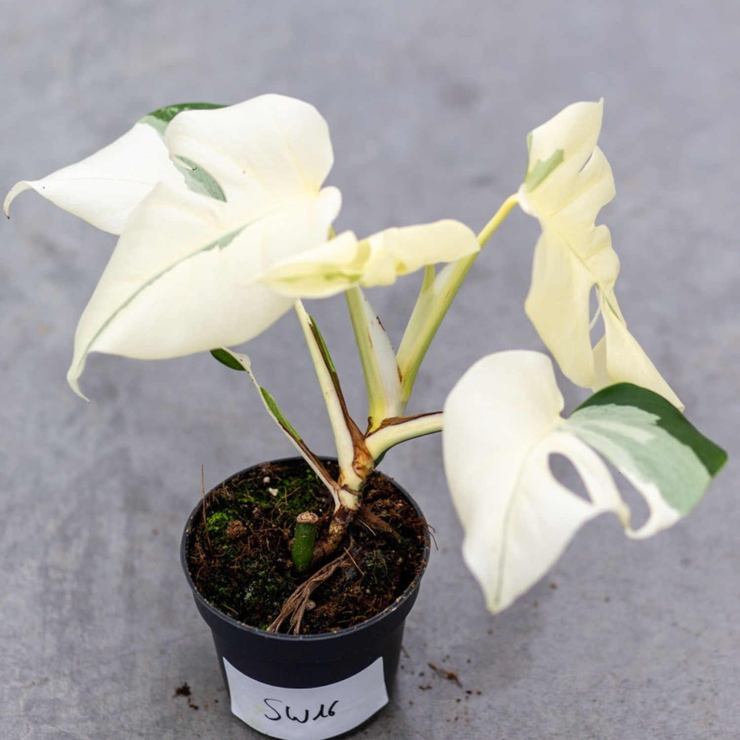 Monstera Borsigiana Albo Plant with Pot