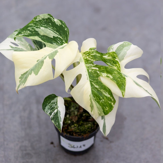 Monstera Borsigiana Albo Plant with Pot