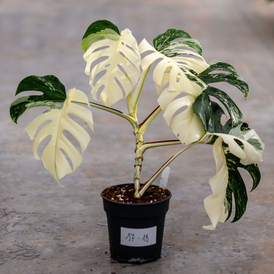 Monstera Variegated Albo Plant With POT