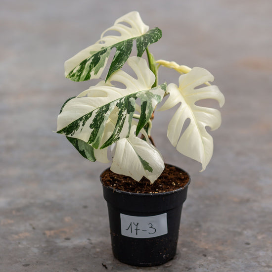 Monstera Variegated Albo Plant With POT