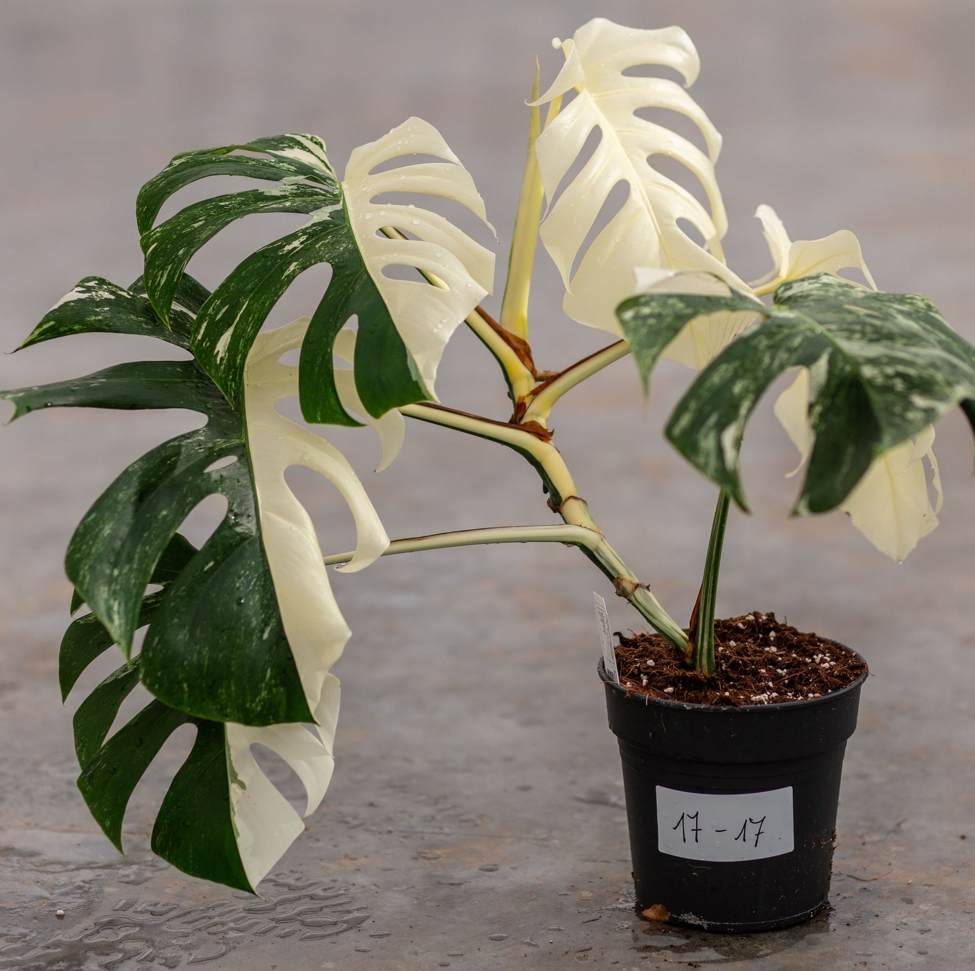 Monstera Variegated Albo Plant With POT