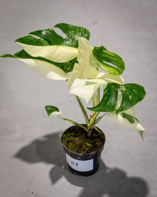 Monstera Variegated Albo Plant With POT