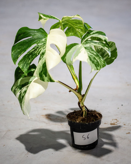 Monstera Variegated Albo Plant With POT