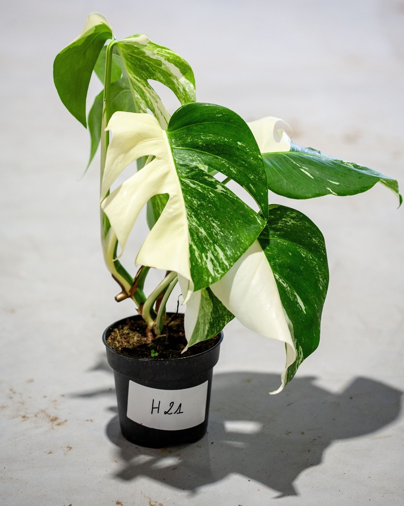 Monstera Variegated Albo Plant With POT
