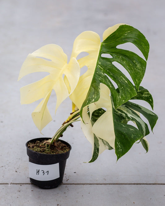 Monstera Variegated Albo Plant With POT