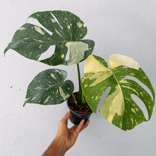 Monstera Thai constellation Plant