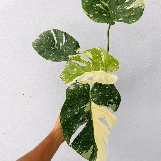Monstera Thai constellation Plant