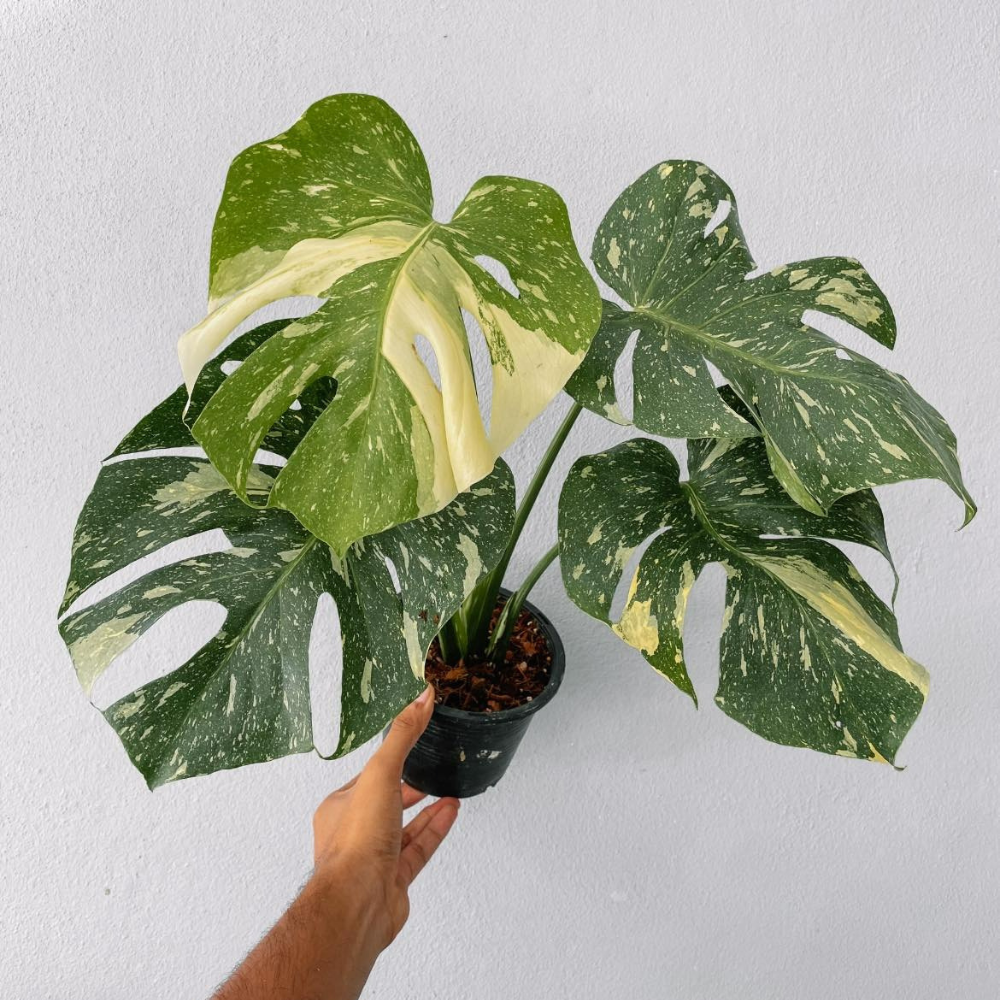 Monstera Thai constellation Plant