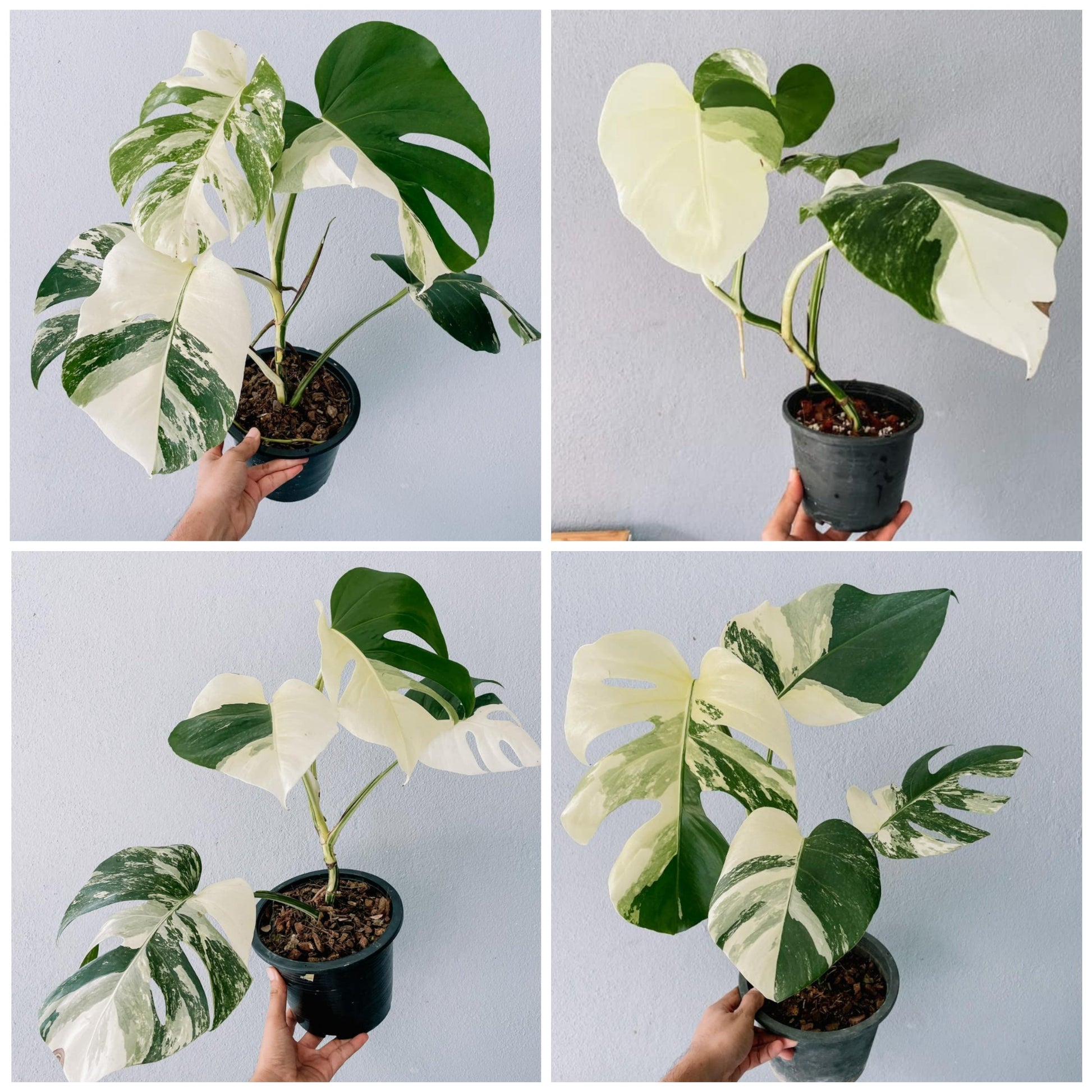 Monstera Borsigiana Albo Plant with Pot