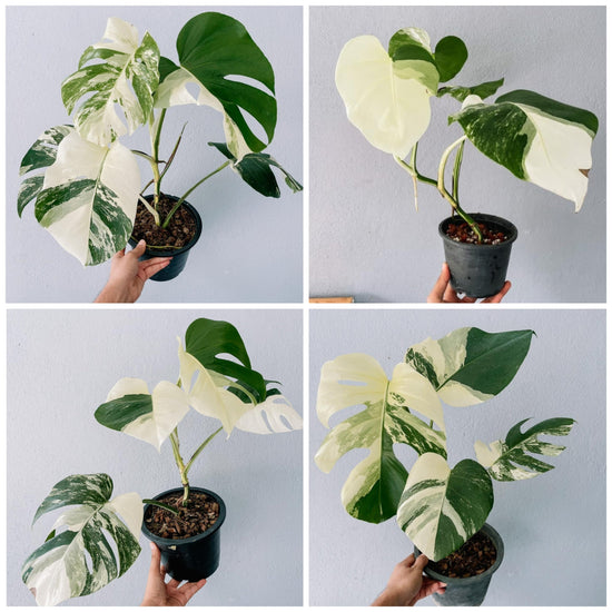 Monstera Borsigiana Albo Plant with Pot