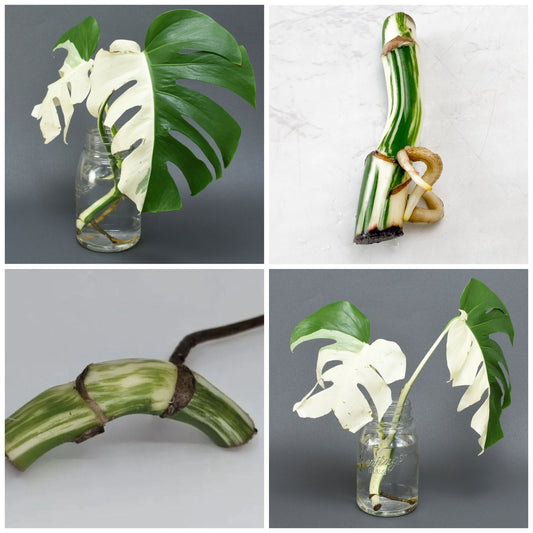 Monstera Half Moon Albo Cutting