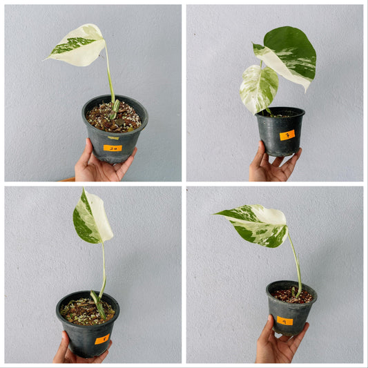 Monstera Albo Variegated Cutting With POT