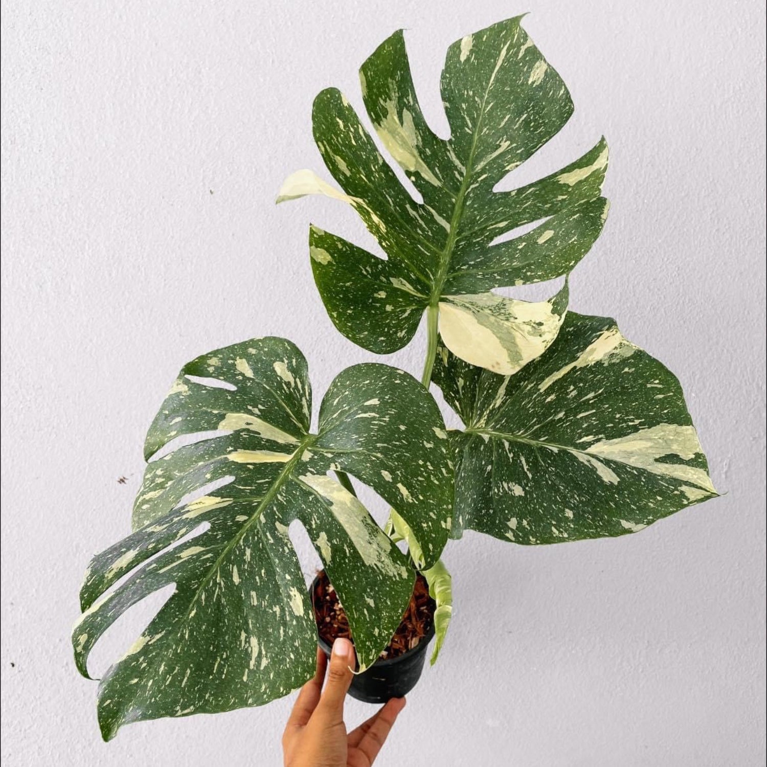 Monstera Thai constellation Plant