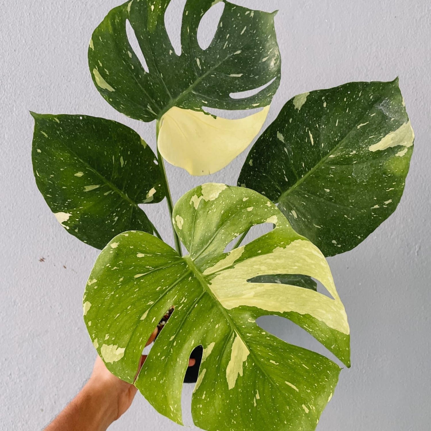 Monstera Thai constellation Plant