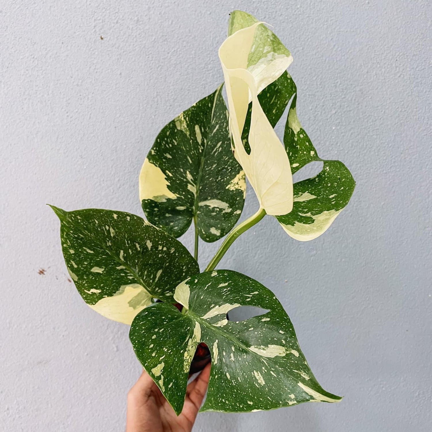 Monstera Thai constellation Plant