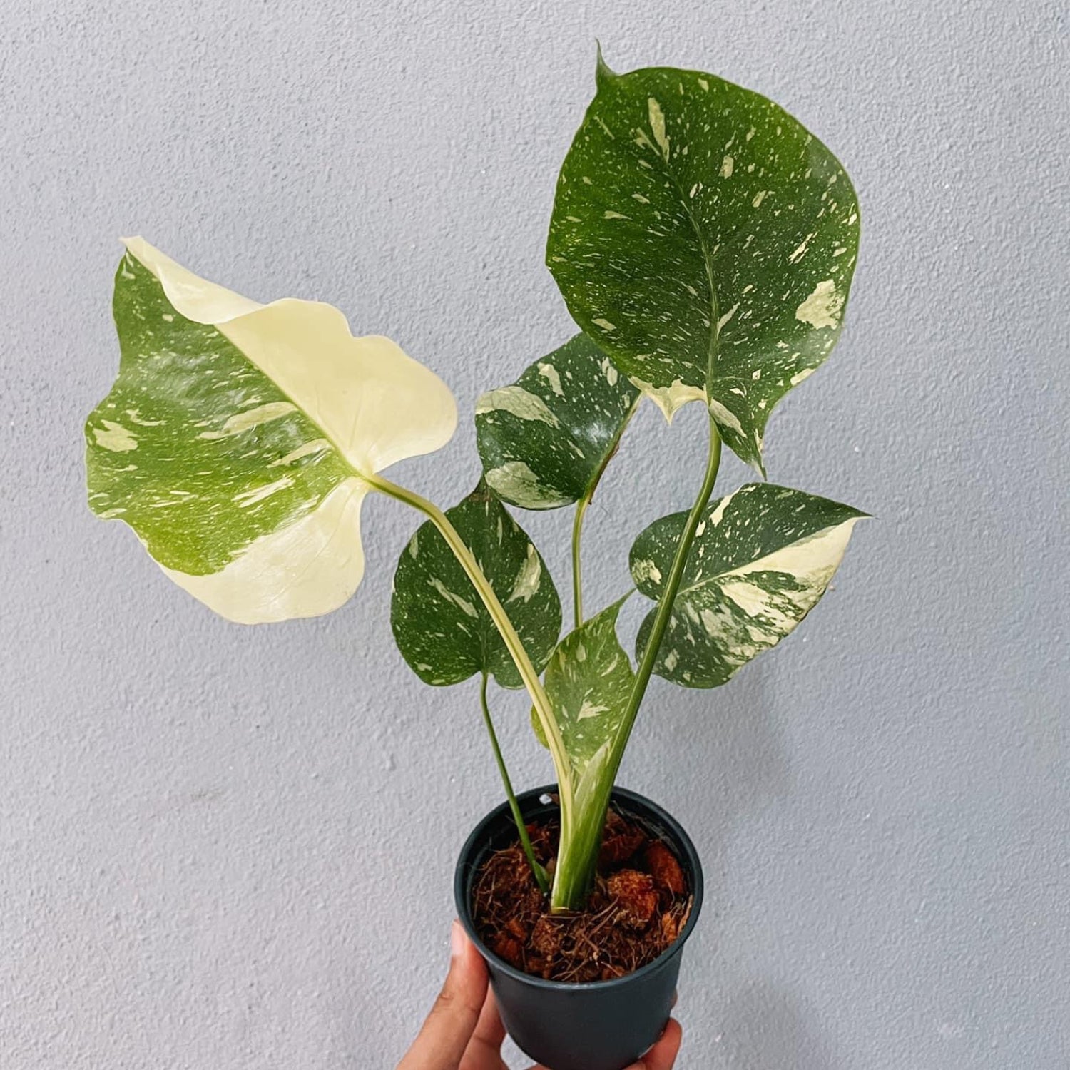 Monstera Thai constellation Plant