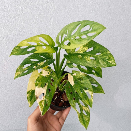 Monstera Adansonii Variegated Plant