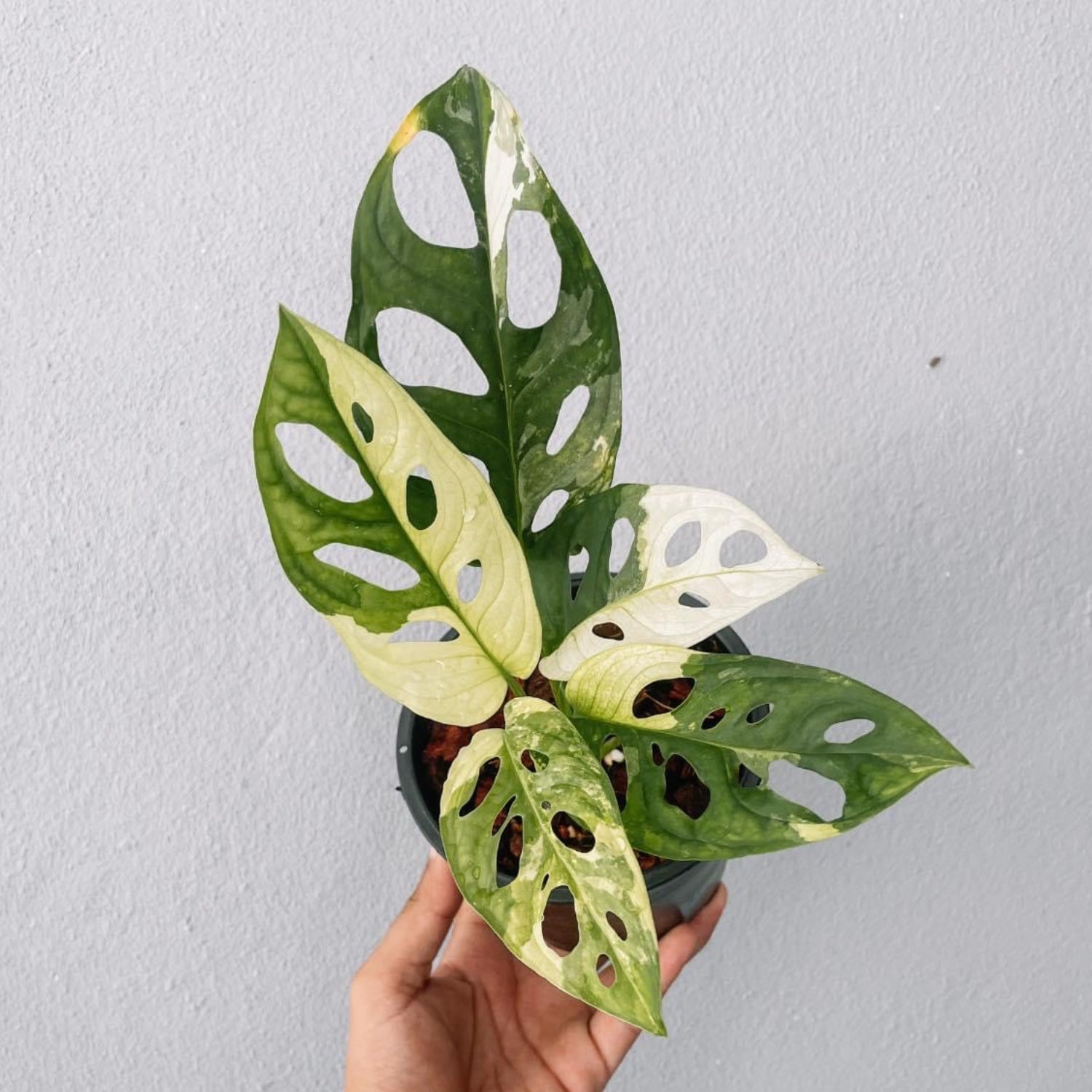 Monstera Adansonii Variegated Plant