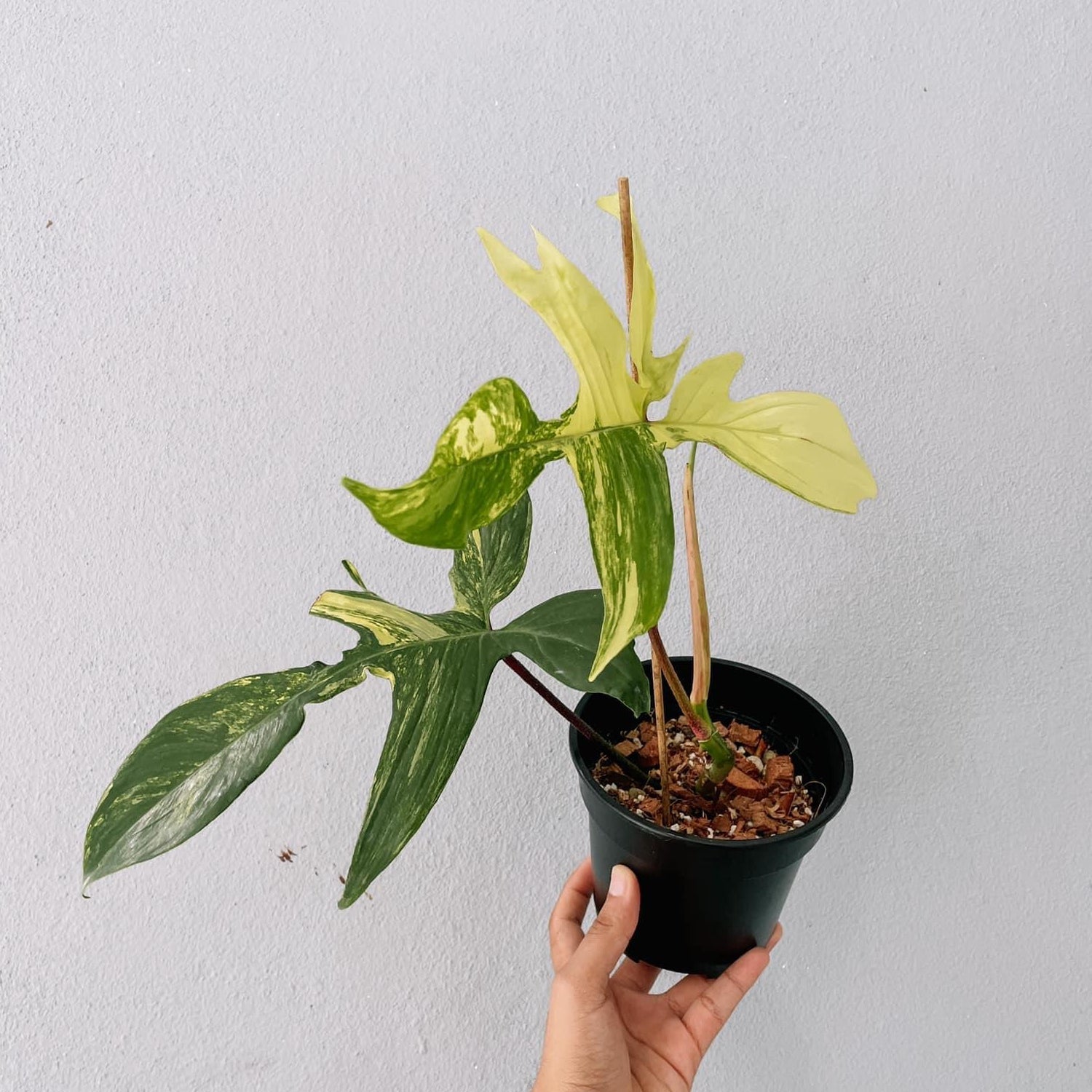 Florida Beauty Philodendron Plant