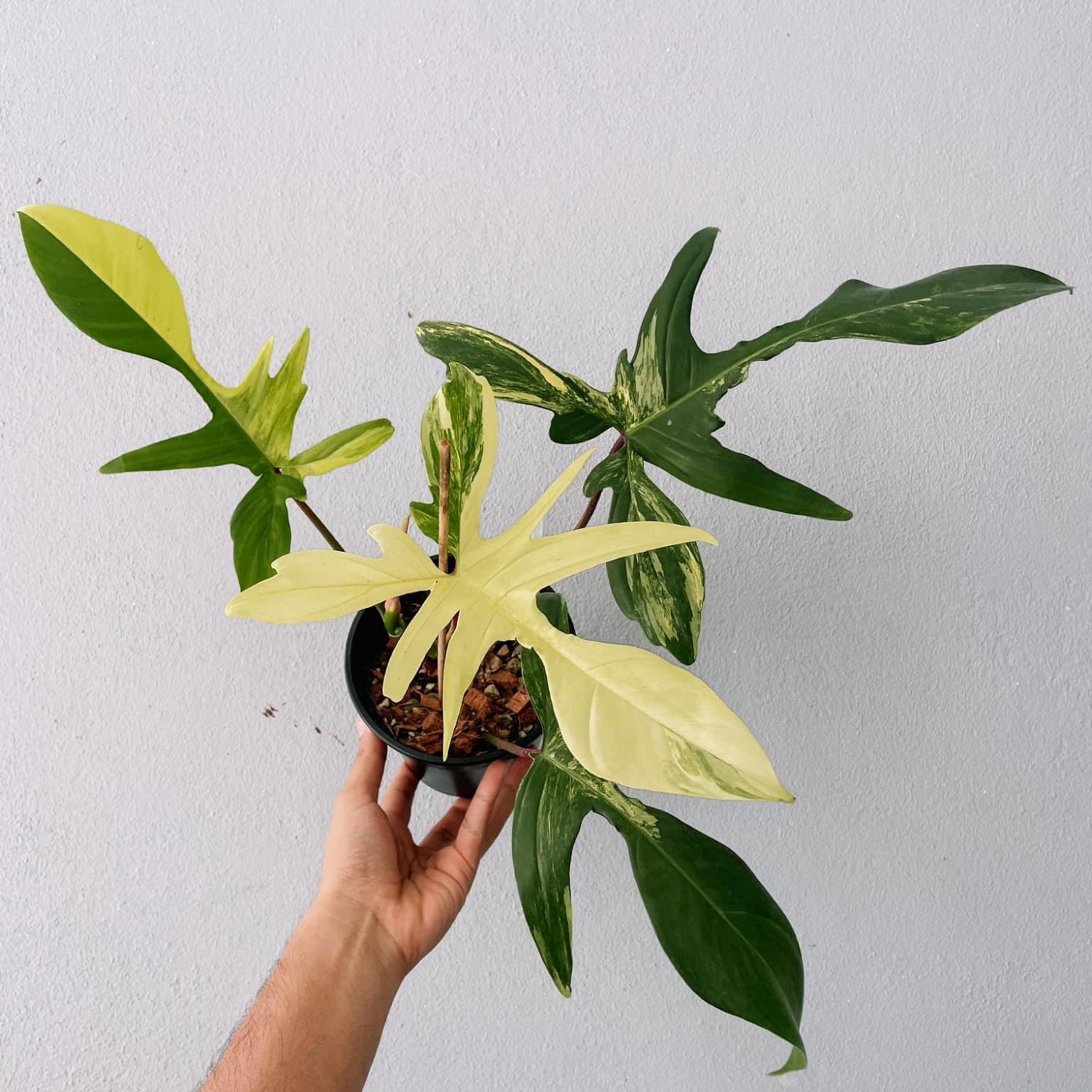 Florida Beauty Philodendron Plant
