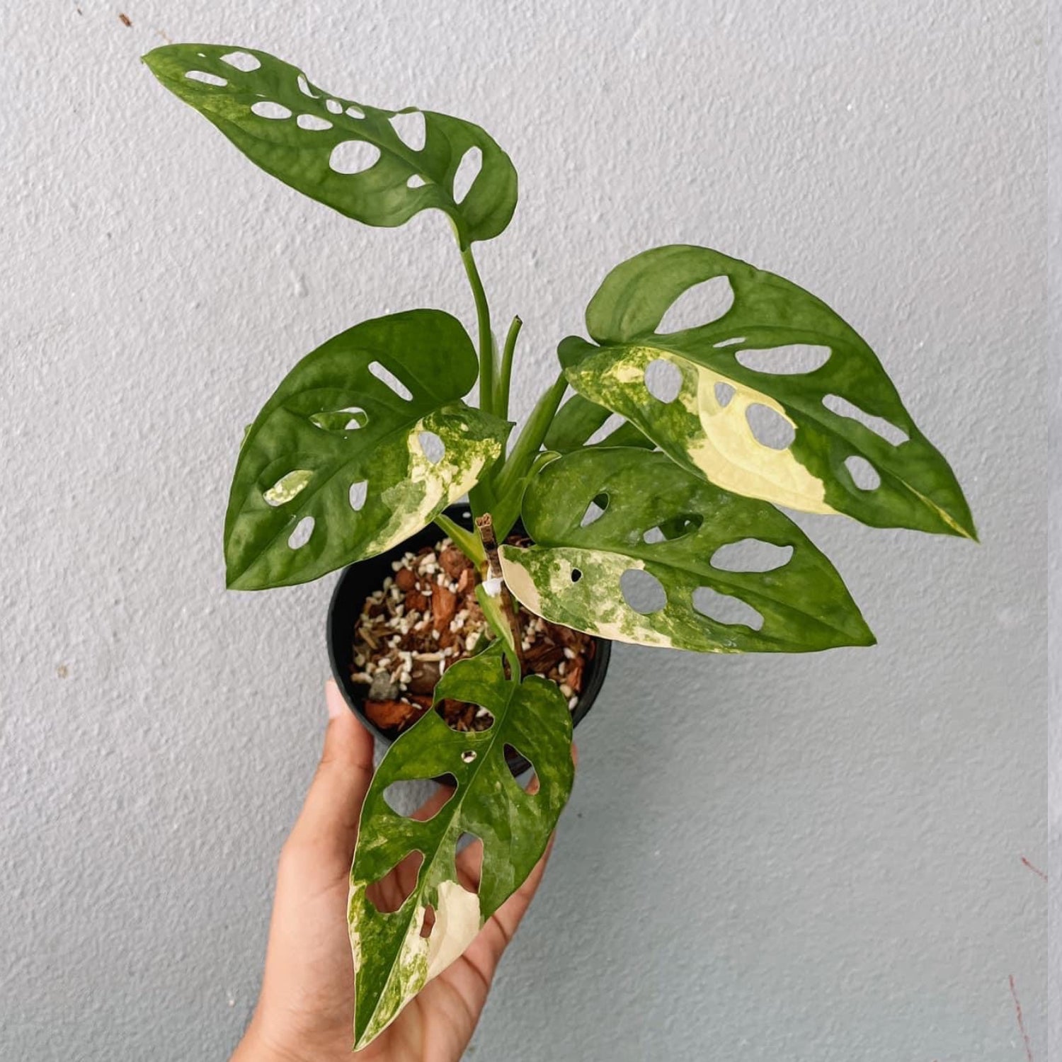 Monstera Adansonii Variegated Plant