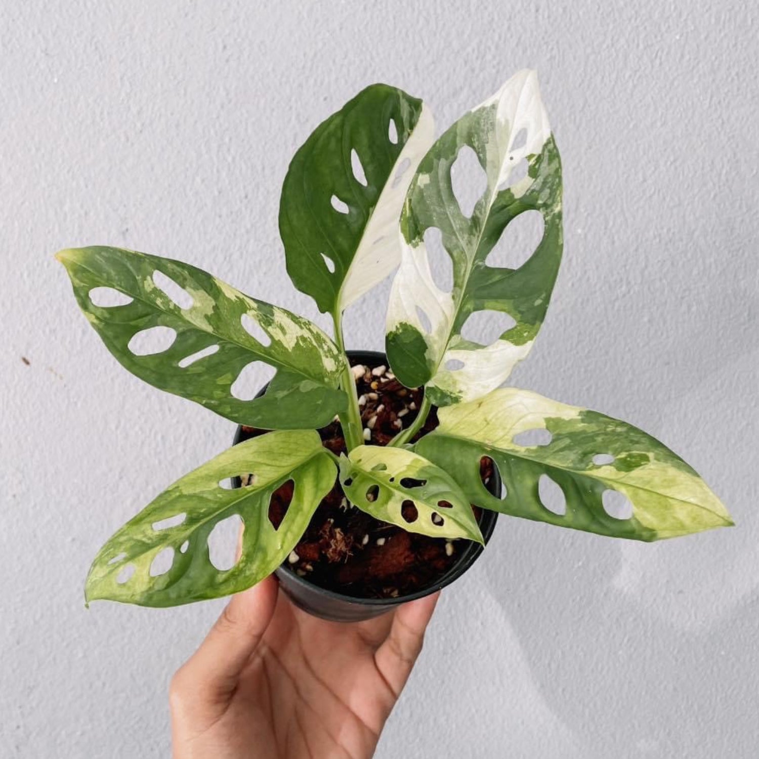 Monstera Adansonii Variegated Plant