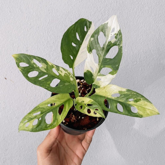 Monstera Adansonii Variegated Plant