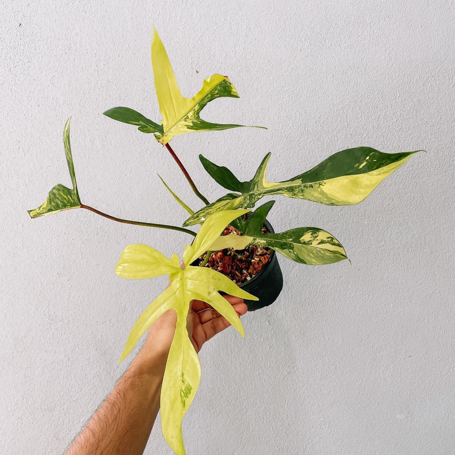 Florida Beauty Philodendron Plant