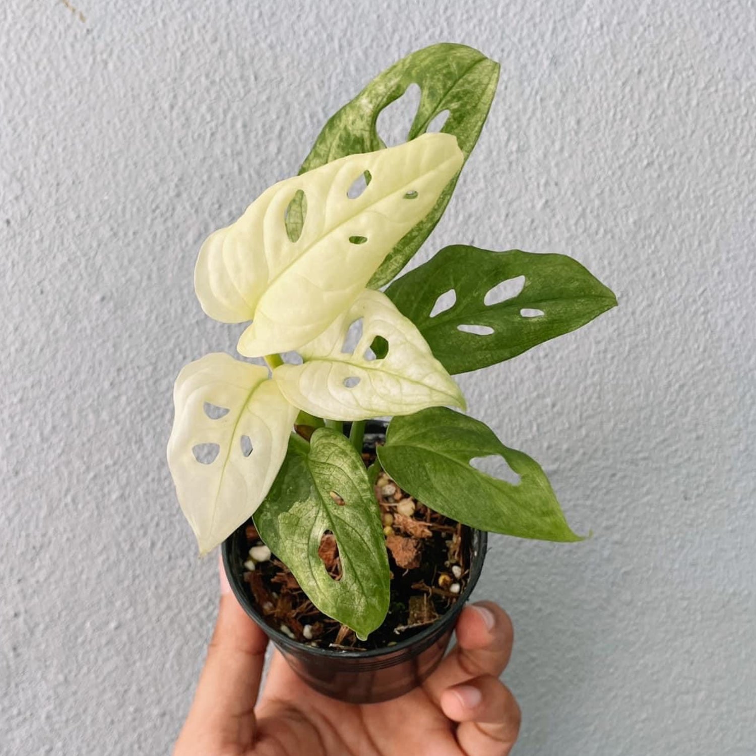 Monstera Adansonii Variegated Plant
