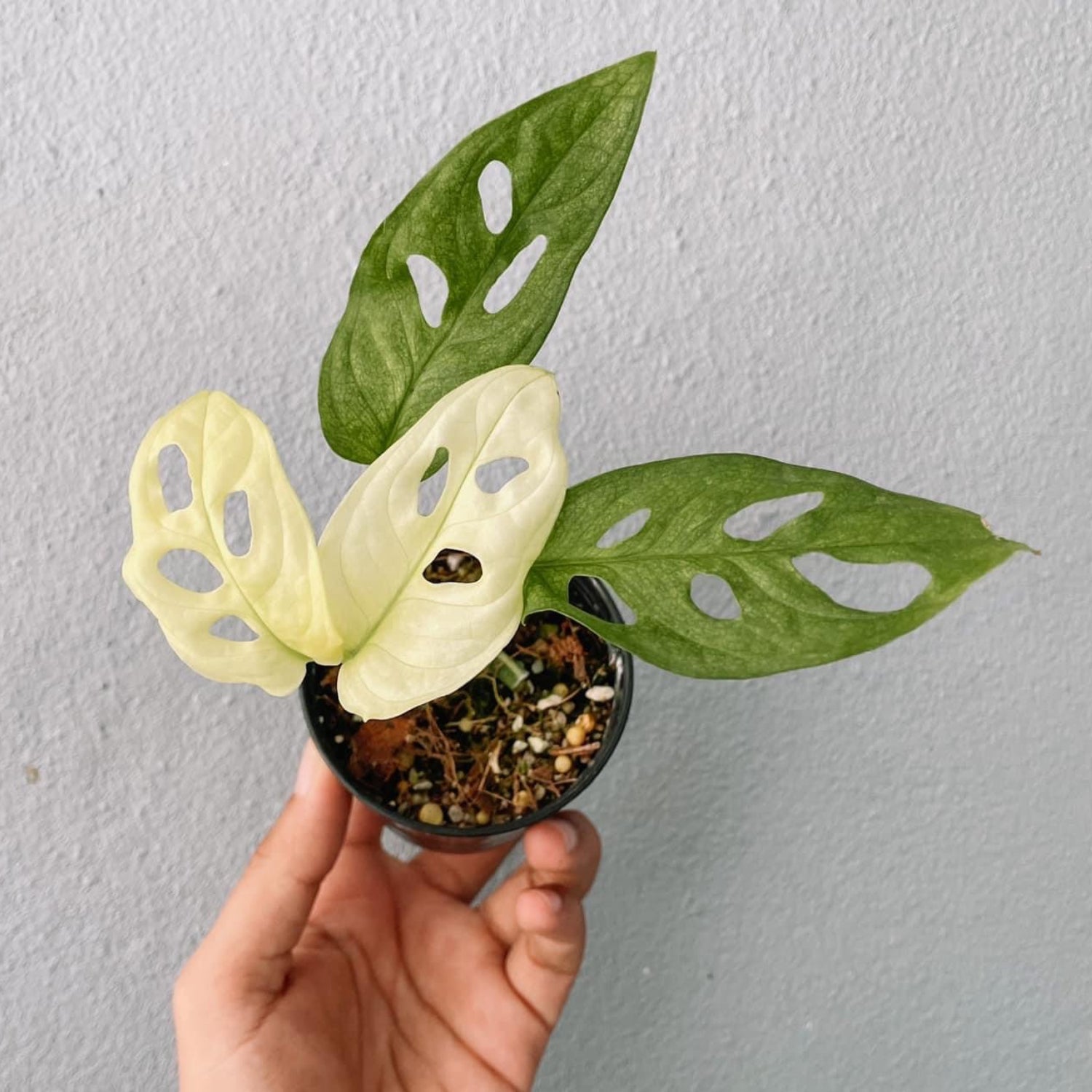 Monstera Adansonii Variegated Plant