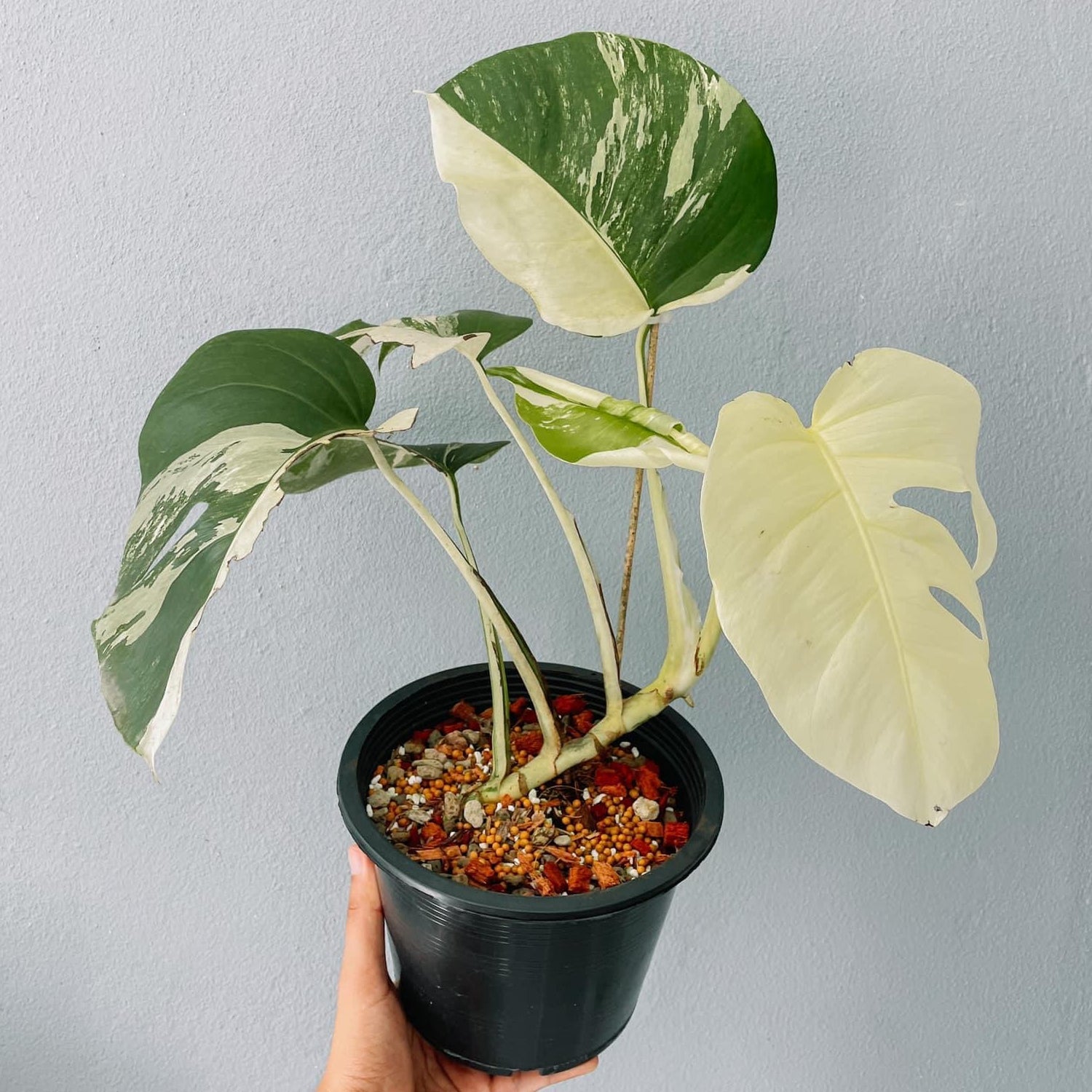 Monstera Variegated Albo Plant With POT