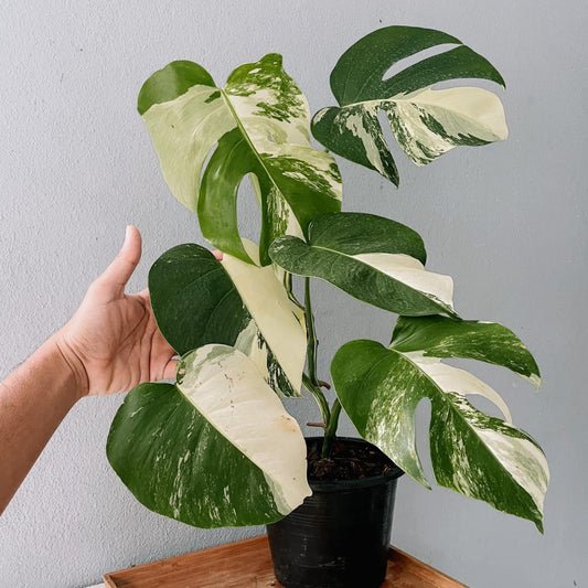 Monstera Albo High Variegated Plant
