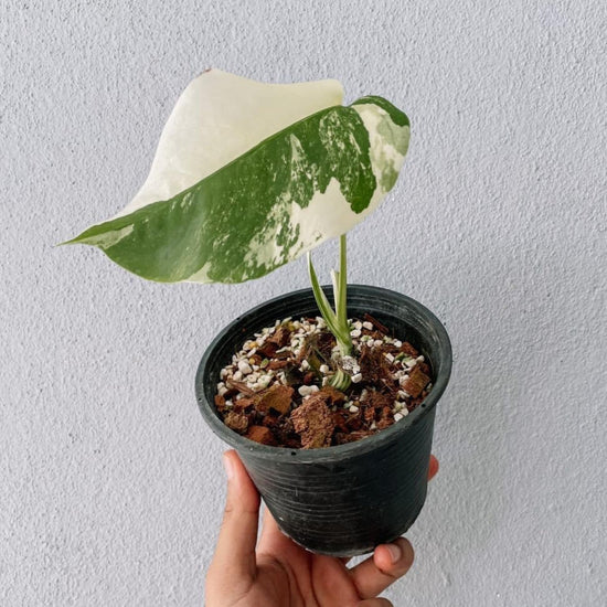 Monstera albo Variegated Cuttings With Leaf