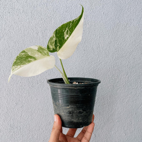Monstera albo Variegated Cuttings With Leaf