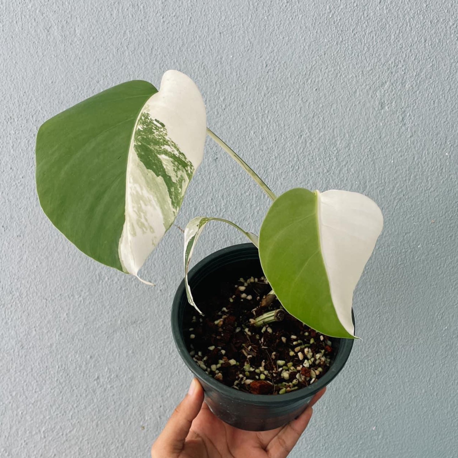 Monstera albo Variegated Cuttings With Leaf