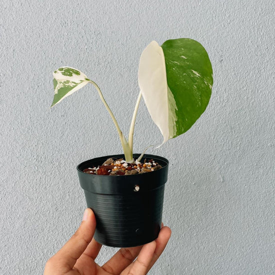 Monstera albo Variegated Cuttings With Leaf