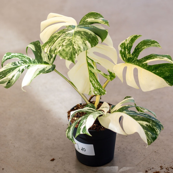 Monstera Albo Variegated Plant with Pot