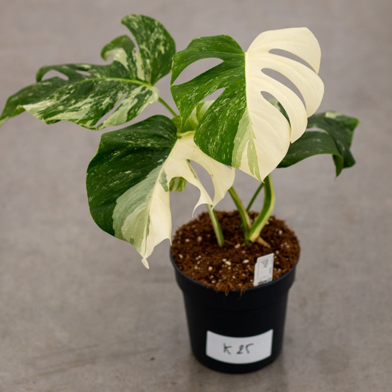 Monstera Albo Variegated Plant with Pot