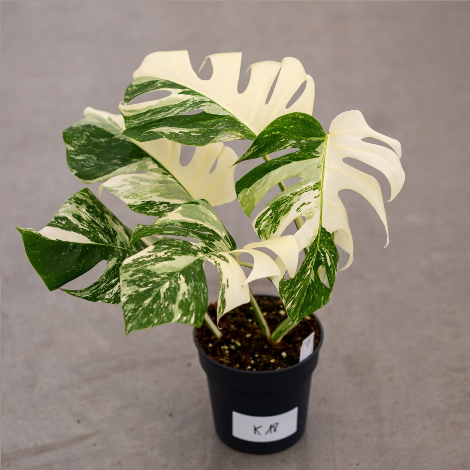 Monstera Albo Variegated Plant with Pot