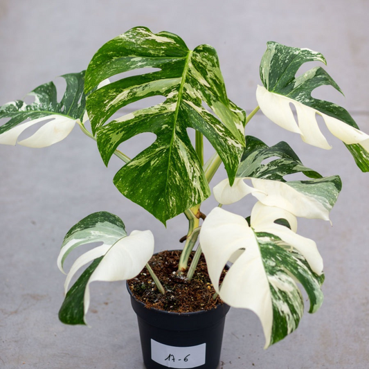 Monstera Albo Variegated Plant with Pot